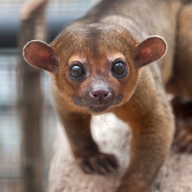 Address & Car park - De Zonnegloed - Animal park - Animal refuge centre Address & Car park - De Zonnegloed - Animal park - Animal refuge centre
