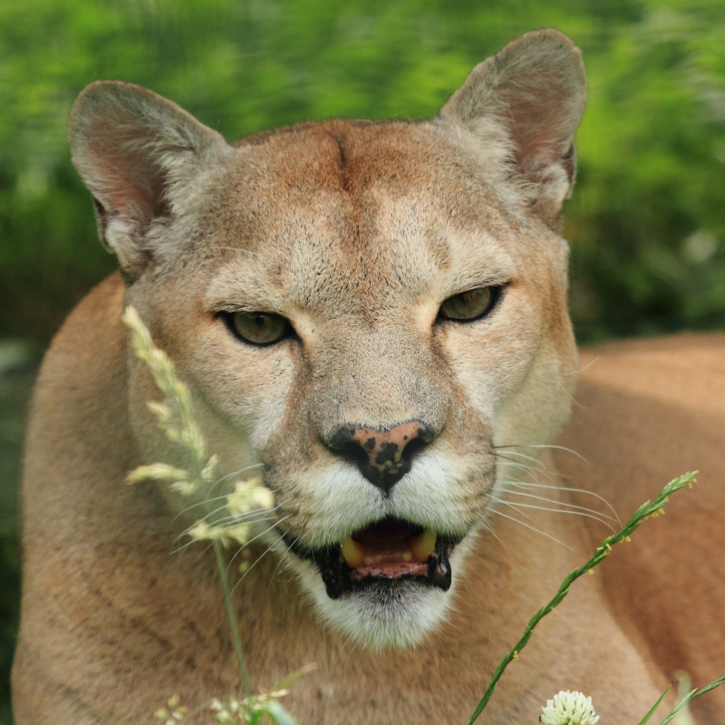 Adopt an animal - De Zonnegloed - Animal park - Animal refuge centre Adopt an animal - De Zonnegloed - Animal park - Animal refuge centre