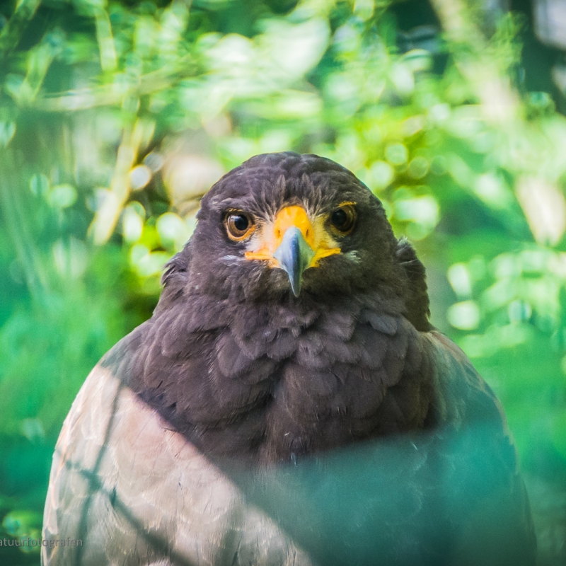 FAQ - De Zonnegloed - Animal park - Animal refuge centre FAQ - De Zonnegloed - Animal park - Animal refuge centre