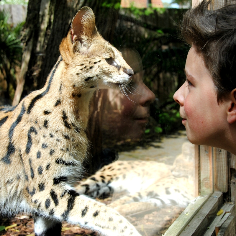 Tarifs est heures d'ouverture - De Zonnegloed - Refuge pour animaux Tarifs est heures d'ouverture - De Zonnegloed - Refuge pour animaux