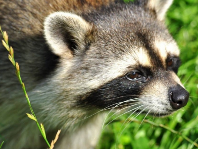 Tuari