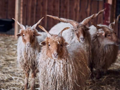 Racka sheep - De Zonnegloed - Animal park - Animal refuge centre 
