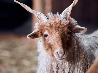 Racka sheep - De Zonnegloed - Animal park - Animal refuge centre 