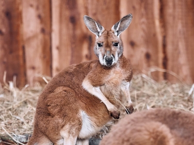 Rode reuzenkangoeroe - De Zonnegloed - Dierenpark - Dieren opvangcentrum - Sanctuary