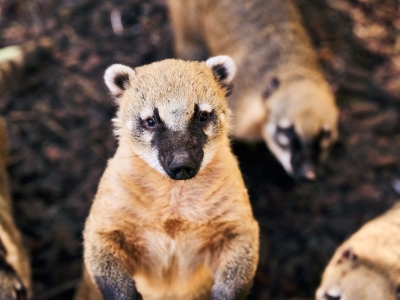Rode neusbeer - De Zonnegloed - Dierenpark - Dieren opvangcentrum - Sanctuary