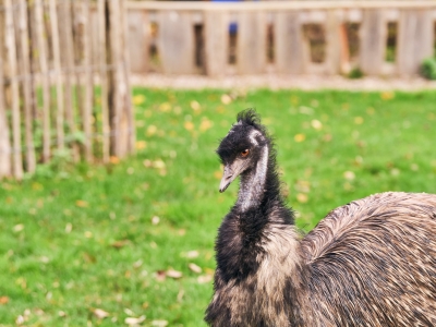 Emoe - De Zonnegloed - Dierenpark - Dieren opvangcentrum - Sanctuary