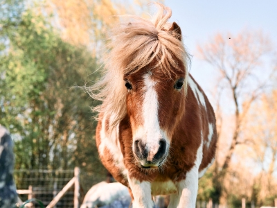 Poney - De Zonnegloed - Refuge pour animaux