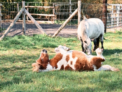 Poney - De Zonnegloed - Refuge pour animaux