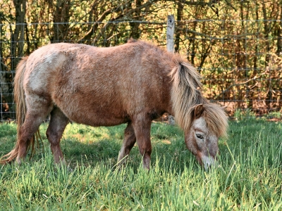 Poney - De Zonnegloed - Refuge pour animaux