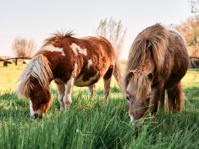 Poney - De Zonnegloed - Refuge pour animaux
