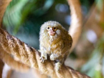 Dwergzijdeaapje - De Zonnegloed - Dierenpark - Dieren opvangcentrum - Sanctuary
