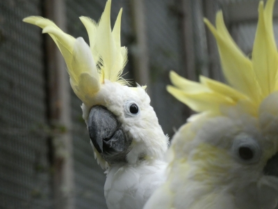 Kleine geelkuifkaketoe - De Zonnegloed - Dierenpark - Dieren opvangcentrum - Sanctuary