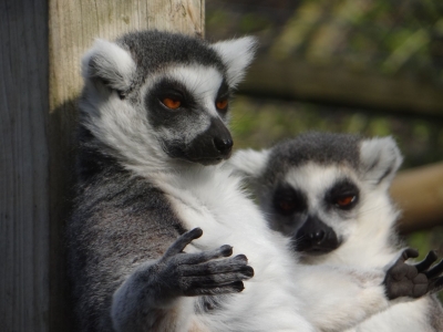 Ringstaartmaki - De Zonnegloed - Dierenpark - Dieren opvangcentrum - Sanctuary