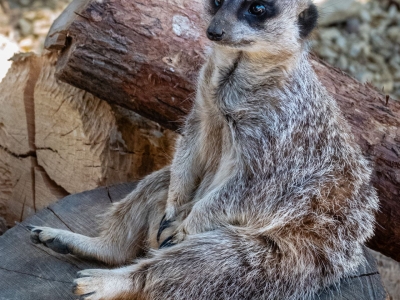 Stokstaart - De Zonnegloed - Dierenpark - Dieren opvangcentrum - Sanctuary