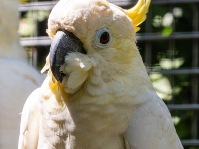 Kleine geelkuifkaketoe - De Zonnegloed - Dierenpark - Dieren opvangcentrum - Sanctuary