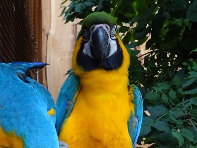 Pino