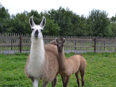 Lama - De Zonnegloed - Refuge pour animaux