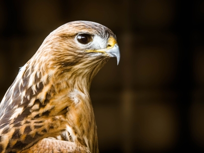 Arendbuizerd - De Zonnegloed - Dierenpark - Dieren opvangcentrum - Sanctuary