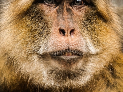 Macaque de Barbarie - De Zonnegloed - Refuge pour animaux