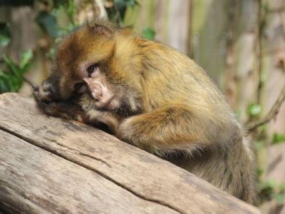 Macaque de Barbarie - De Zonnegloed - Refuge pour animaux