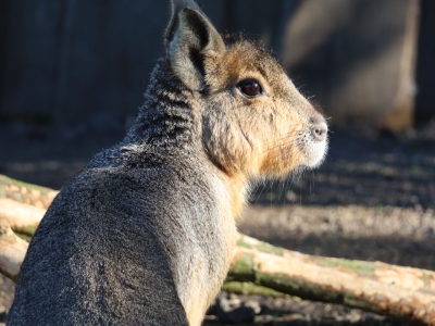 Mara - De Zonnegloed - Refuge pour animaux