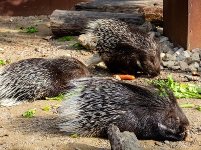 Gewoon stekelvarken - De Zonnegloed - Dierenpark - Dieren opvangcentrum - Sanctuary