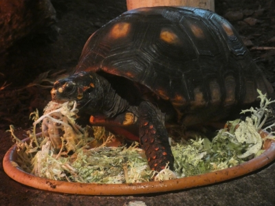 Kolenbranderschildpad - De Zonnegloed - Dierenpark - Dieren opvangcentrum - Sanctuary