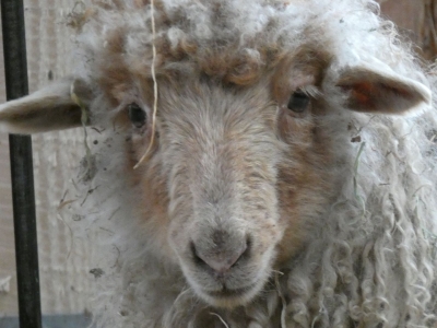 Racka