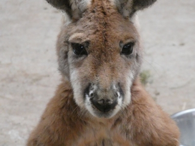 Rode reuzenkangoeroe - De Zonnegloed - Dierenpark - Dieren opvangcentrum - Sanctuary
