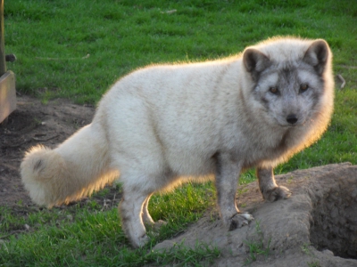 Poolvos - De Zonnegloed - Dierenpark - Dieren opvangcentrum - Sanctuary
