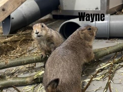 Wayne