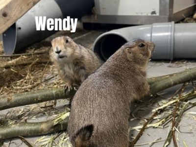 Wendy