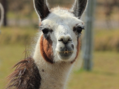 Lama - De Zonnegloed - Refuge pour animaux