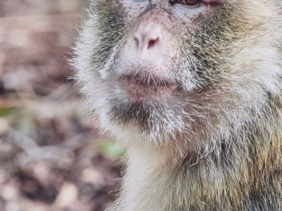 Macaque de Barbarie - De Zonnegloed - Refuge pour animaux