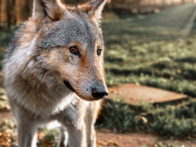 Wolf - De Zonnegloed - Dierenpark - Dieren opvangcentrum - Sanctuary