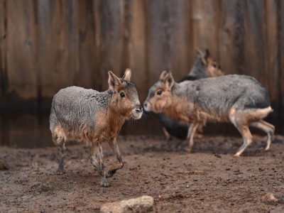Mara - De Zonnegloed - Refuge pour animaux