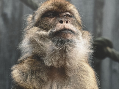 Macaque de Barbarie - De Zonnegloed - Refuge pour animaux