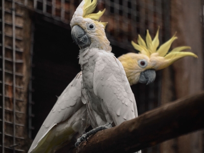 Kleine geelkuifkaketoe - De Zonnegloed - Dierenpark - Dieren opvangcentrum - Sanctuary