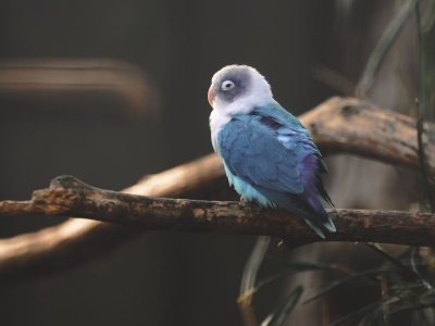 Agapornis  - De Zonnegloed - Dierenpark - Dieren opvangcentrum - Sanctuary