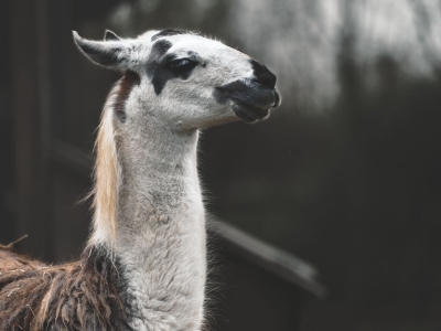 Lama - De Zonnegloed - Refuge pour animaux