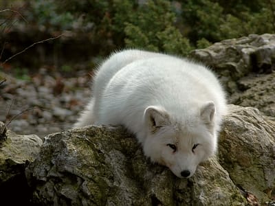 Poolvos - De Zonnegloed - Dierenpark - Dieren opvangcentrum - Sanctuary