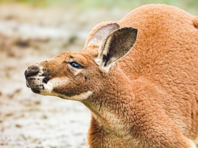 Rode reuzenkangoeroe - De Zonnegloed - Dierenpark - Dieren opvangcentrum - Sanctuary