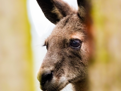 Grijze reuzenkangoeroe - De Zonnegloed - Dierenpark - Dieren opvangcentrum - Sanctuary