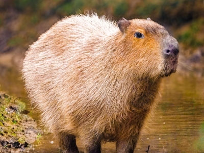 Capibara - De Zonnegloed - Dierenpark - Dieren opvangcentrum - Sanctuary