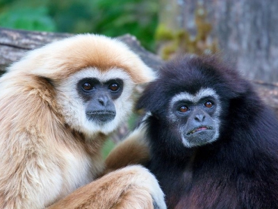 03/06/2017 - Een paleis voor gibbons