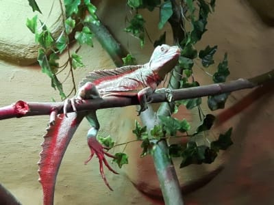 12/02/2016 - 7 soorten reptielen opgevangen.