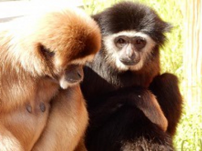 13/02/2017 - Paleis voor gibbons