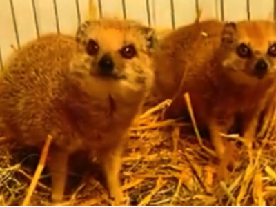 2 vosmangoesten