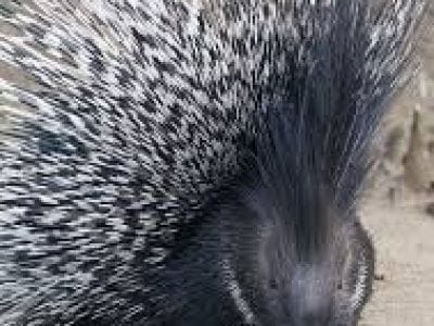 6 Afrikaanse stekelvarkens 