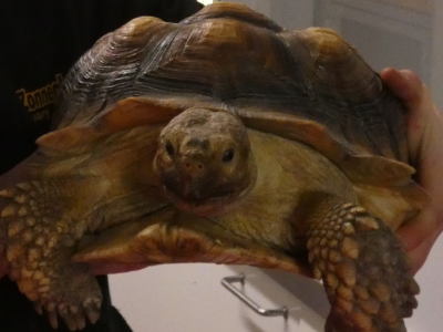 Afrikaanse sporenschildpad opgevangen